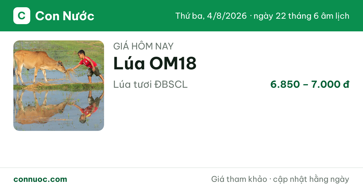 🌾 Giá Lúa OM18